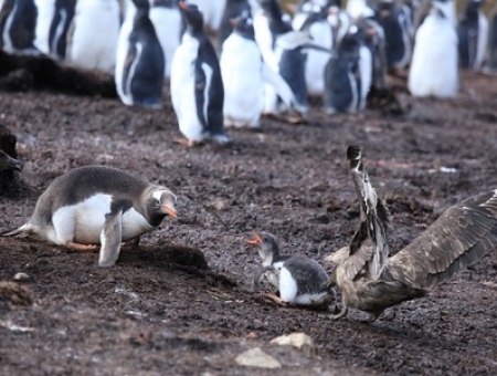 Chim cướp biển nuốt chửng chim cánh cụt non